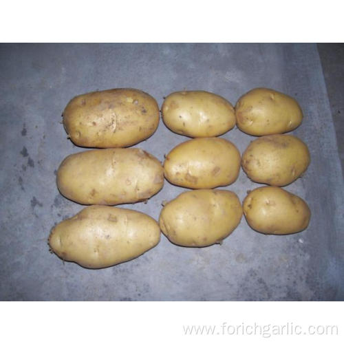 Export Standard Yellow Fresh Potato
